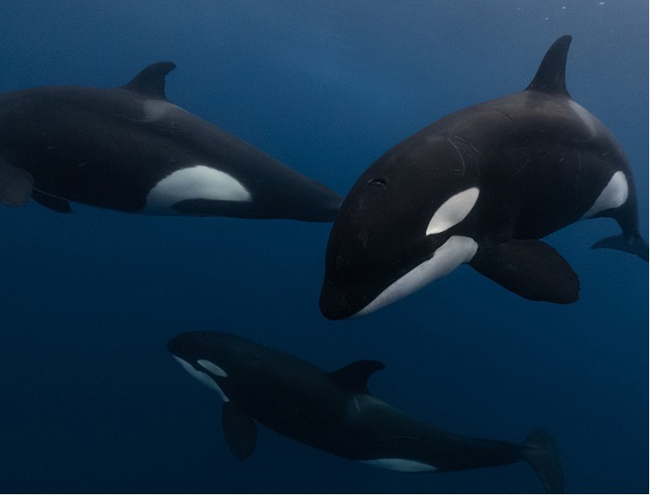 Orcas