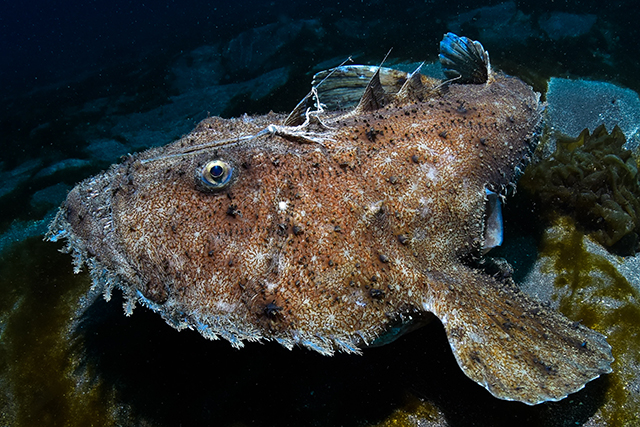 Wobbegong Shark - Osezaki Diving