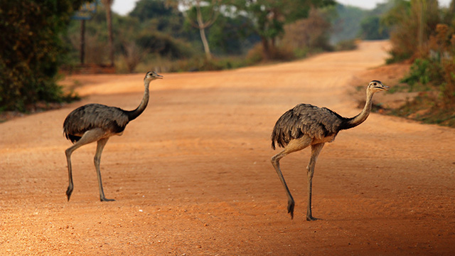 Ostriches