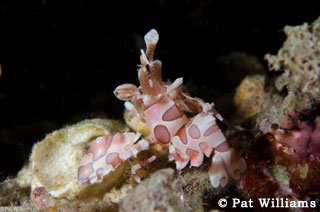 PNG Trip Report: MV FeBrina liveaboard diving, South Coast from Rabaul on the Island of New Britain, PNG.  March 20-30 2013