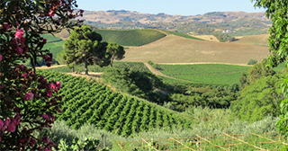 Palermo Wine Tour
