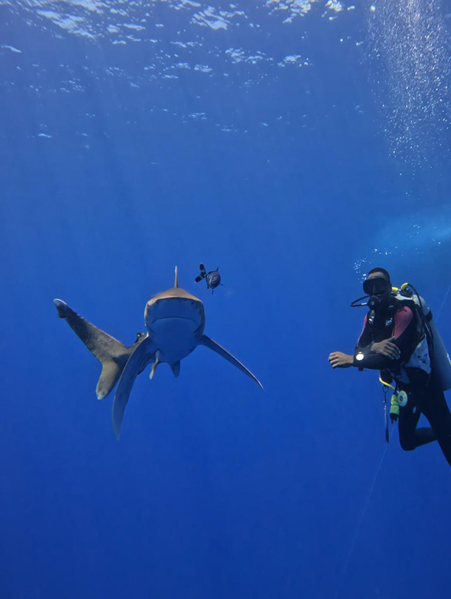 Pelagic Trail, Big Fish, Hammerheads & Dolphins - Red Sea - Dive Discovery