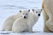 Polar bears