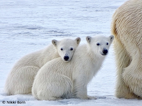 North Spitsbergen Explorer - aboard m/v Plancius June 3-10 2025 Group Trip