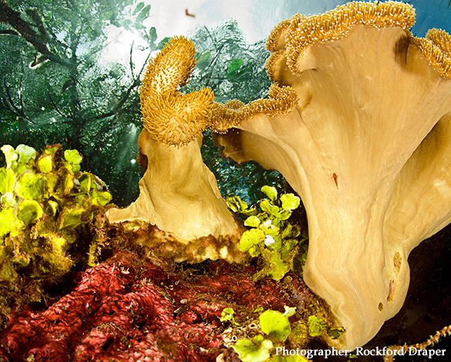 Raja Ampat underwater photo by Rockford Draper