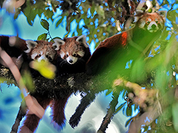 The Red Panda - and wildlife expedition in Nepal & India, November 14-Dec 1 2023 Trip Report