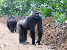 Lowland gorillas - Republic of the Congo, February 2026 Trip Report