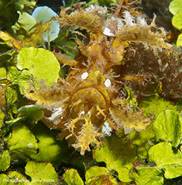 Rhinopias photo in Raja Ampat by Jerry Tuttle