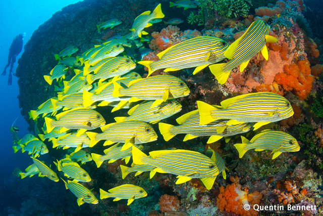 Ribbon sweetlips at Crystal Rock, Komodo Diving