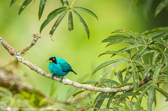 Birdwatch - Sani Lodge - Ecuador Resorts & Eco Lodges