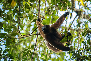 Monkey - Sani Lodge - Ecuador Resorts & Eco Lodges