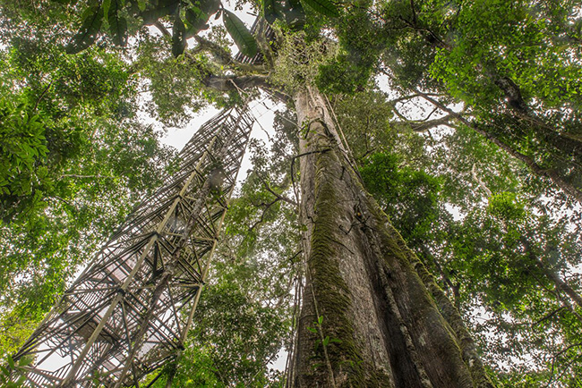 Observation Tower - Sani Lodge - Ecuador Resorts & Eco Lodges