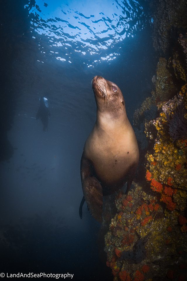 Sea lion