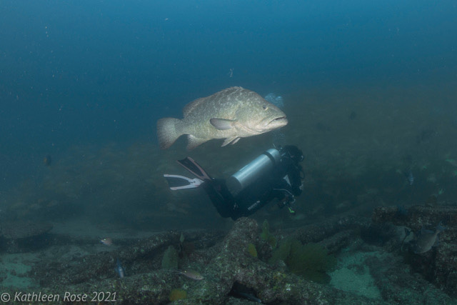 Sea of Cortez ~ Nautilus Gallant Lady ~ June 12-19 2021 Trip Report