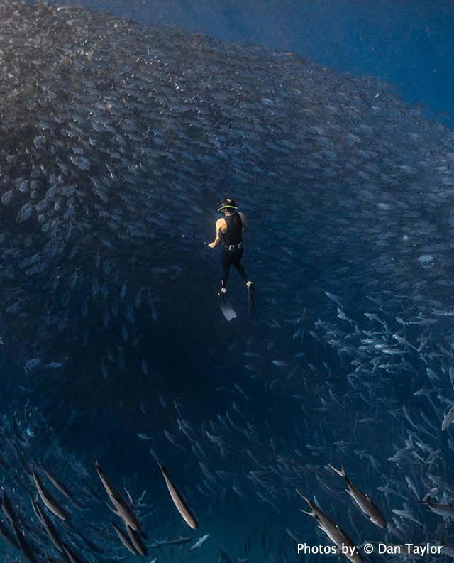 Sea of Cortez, Mexico