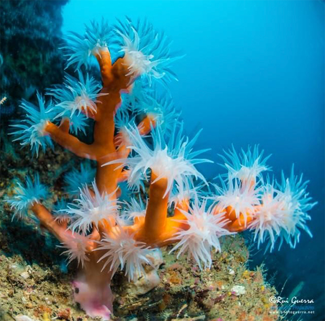 Sesimbra Marine Reserve