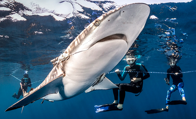 Snorklers with Mako shark - Shark Safari One Day Tour - Baja, Mexico