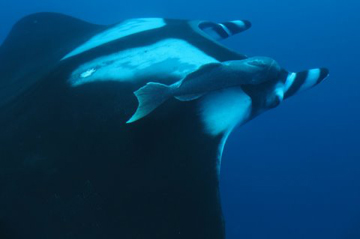 Socorro Island - February 29-March 9 2012 Trip Report