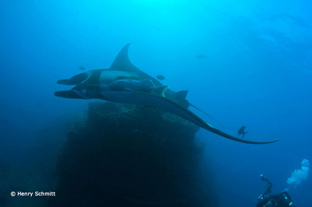 Socorro Island - February 29-March 9 2012 Trip Report