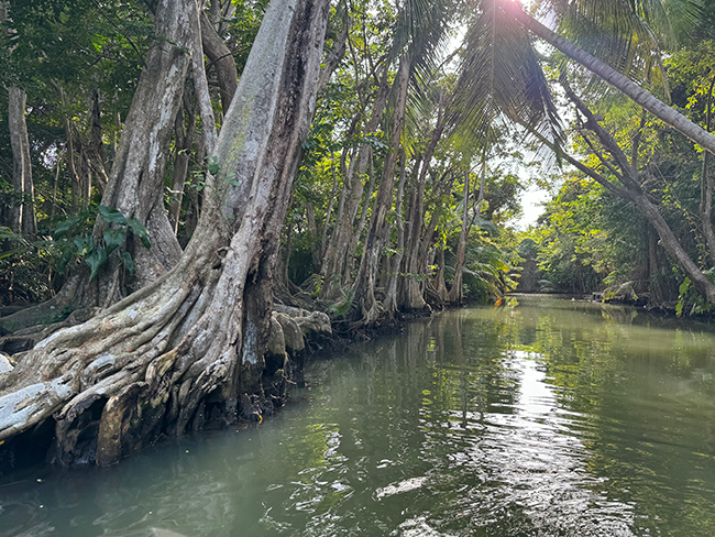 River in Dominica