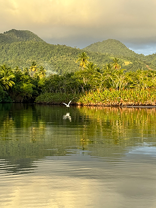 Rainforest in Dominica