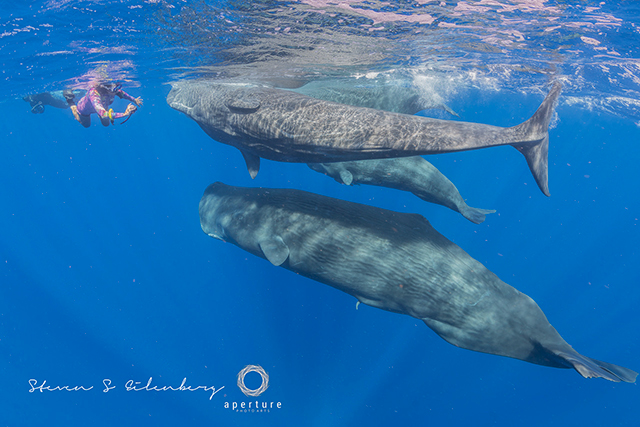 Cindi with sperm whales