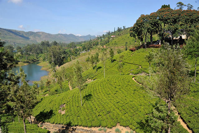 Tea plantation in Sri Lanka