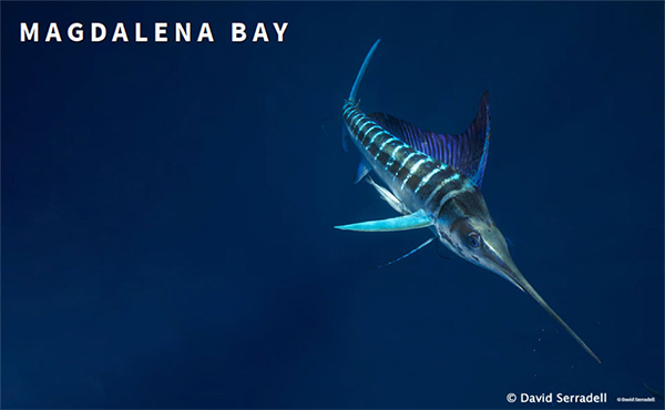 Striped Marlin