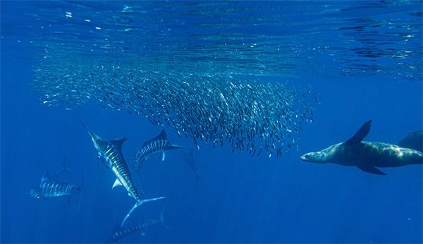 Striped marlin with sardines bait ball