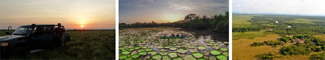 giant water lilies