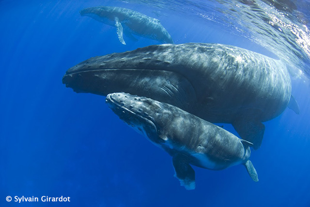 Humpback whales - Tahiti, Rurutu, & Rangiroa Diving