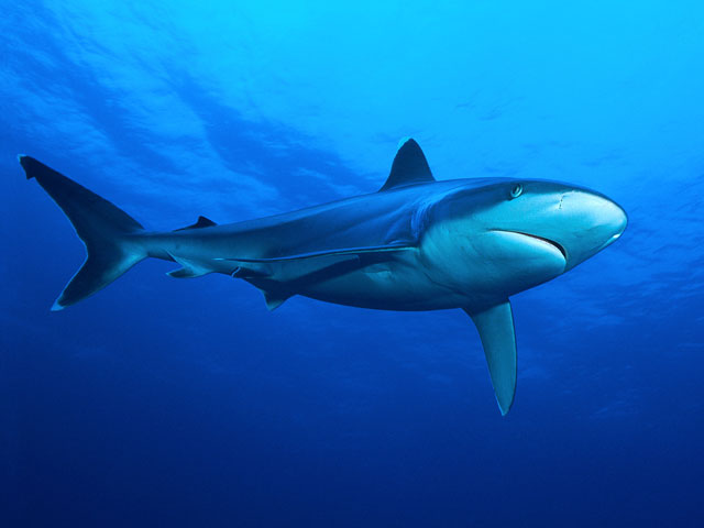 Tahiti Dive Sites