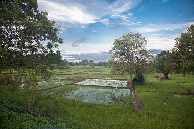 Environment - The Mudhouse - Accommodation in Sri Lanka