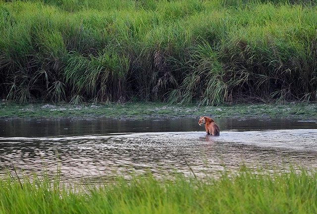 Tiger in India