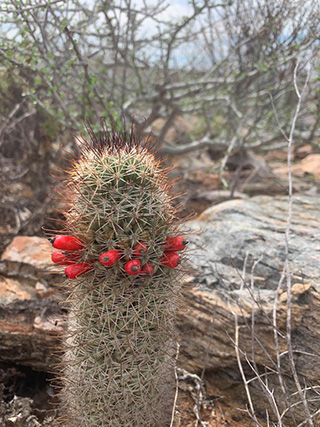 Cactus at Todos Santos, Mexico