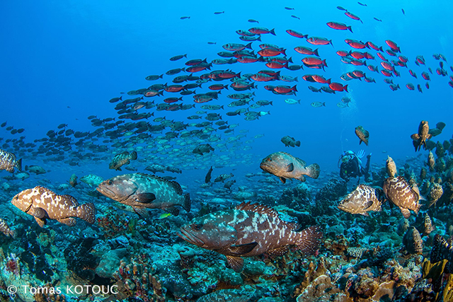 Fakarava Groupers' Spawning