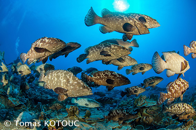 Fakarava Groupers