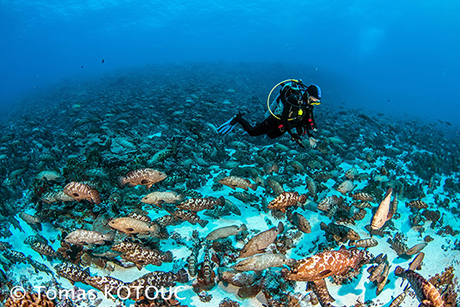 Fakarava Groupers' Spawning, July 5-11 2025