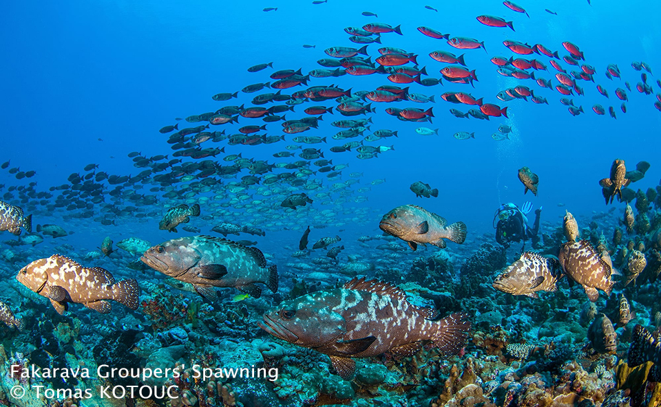 Fakarava Groupers' Spawning, July 5-11 2025