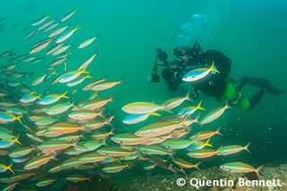 Triton Bay underwater Photo by Quentin Bennett