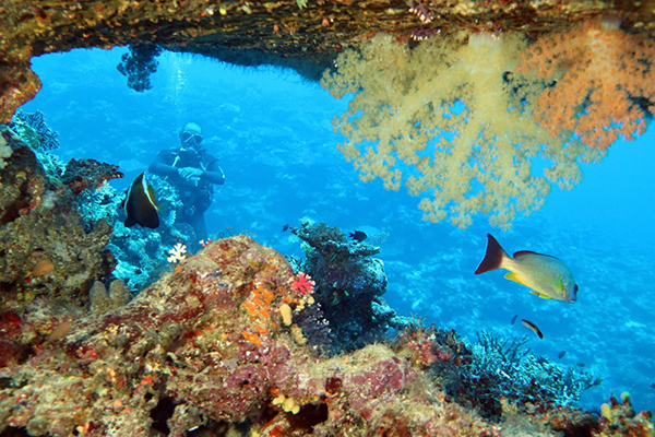 Diver with soft corals at Tutuba island. Image by Diveplanit Diving Vanuatu