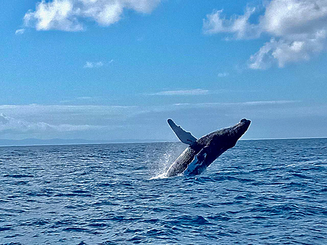Whale watching - Voaara Madagascar - Madagascar Dive Resort