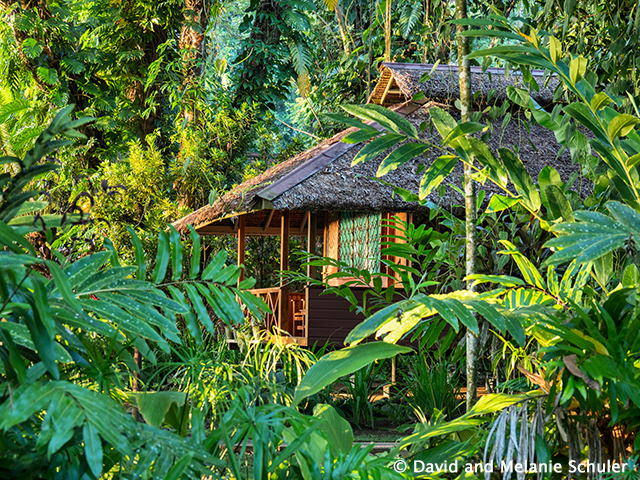 Bungalow - Walindi Plantation Resort - PNG Dive Resort