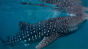 Whale shark