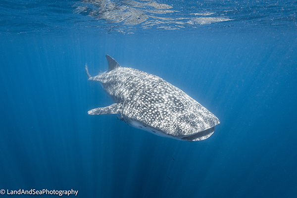 Whale shark in La Paz, Mexico