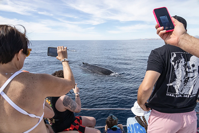 Whale Watching One Day Tour - Baja, Mexico - Dive Discovery