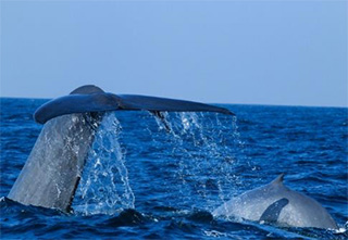 Whale watching tour in Mirissa