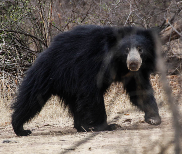 sloth bear - Wildlife of India