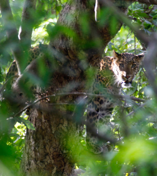 leopard - Wildlife of India