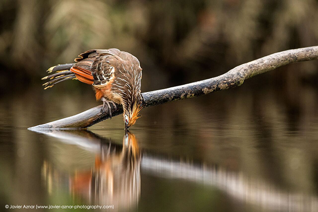 4 Days / 3 Nights Yasuni Birdwatching Tour - Ecuador Tour Packages - Dive Discovery